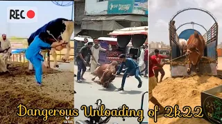Cow run away 😨 | Dangerous Unloading 😯 | Qurbani 2022 | Anari Qasai