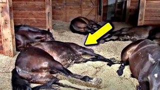 He thought all his horses were dead. What he discovered next shocked everyone