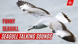 Seagull talking sounds | Funny seagull