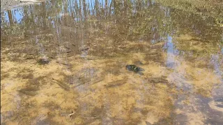 MUITO PEIXE BRUTO, PARA POUCA ÁGUA!!!