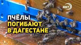 Пчелы массово погибают в Дагестане. Что ждёт экологию?