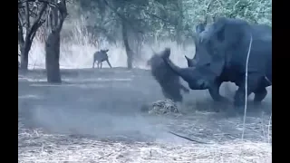 Rhino vs Warthog real Fight To Death - Wild Animals Attack