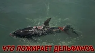 Карадагский змей: что рвет на части крымских дельфинов