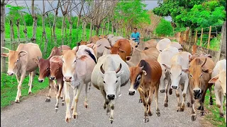 Sapi Lembu Sehat Dan Gemuk Berkeliaran Di Sawah Ladang, Suara Sapi Panggil Kawan, Sapi Peliharaan