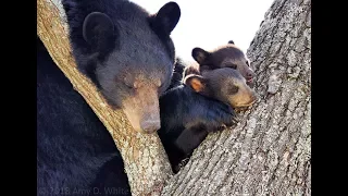 Momma and Baby Bears Visit Al & Amy