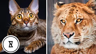 5 Amazing Hybrid Animals That Actually Exist!