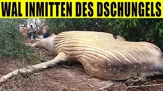 9 seltsamste Funde im Dschungel!