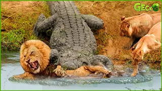 35 Scary Revenge! Crazy Crocodile Attacks Lion King Too Br.utal In Swamp | Animal Fight