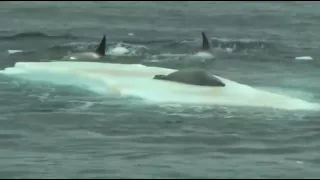 Orcas hunting seal on ice floe in Antarctica