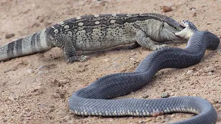 This Lizard even hunts Cobras! Rock monitor is a voracious desert Terminator!