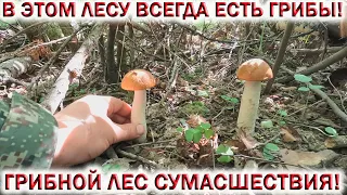 ❗ГРИБНОЕ СУМАСШЕСТВИЕ 19 июля 2023 в ПОДМОСКОВЬЕ!💥В этом ЛЕСУ ВСЕГДА есть ГРИБЫ👉ПОДОСИНОВИКИ и БЕЛЫЕ