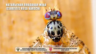 Натальская плодовая муха (Ceratitis rosa Karsch)