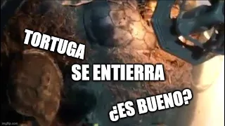 Mi tortuga se entierra ¿es bueno?