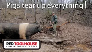 EP107:Cleaning up what the pigs destroyed