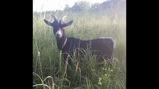 Как Приручить Козу ? / Очень Нужен Ваш Совет !!! /