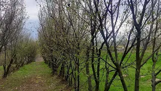 Бізнес в Селі вирощування Фундука. Від саджанців до горішків. Сорт Галле.0975232450.Юра.