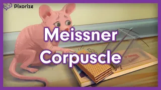 Meissner Corpuscle Mnemonic