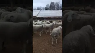 Ассаф Овцы