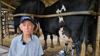 ELE SEGUE A TRADIÇÃO DA PECUÁRIA LEITEIRA QUE VEM DE BERÇO