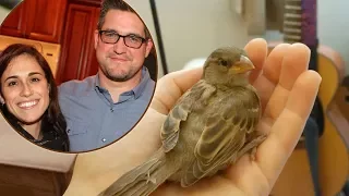 Sparrow Rescued by Kind Couple Flies Home to Her ‘Parents’ Every Night