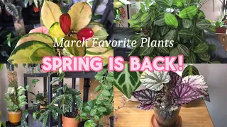 🌼 Plant Favorites for March 2024 🌿 10 Plants I'm Loving Right Now !