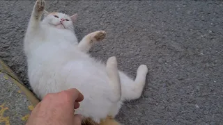 Two Very Cute stray Cats, white and tabby, both very Sweet.