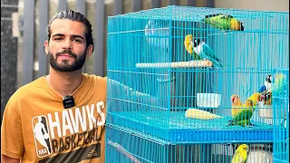 NEW BIRDS STOCK ARRIVED AT EXOTIC PETS LUDHIANA/starting only at 150 single