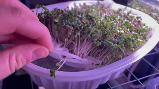 Grow Your Own Microgreens