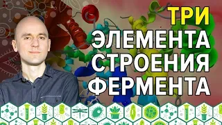 2. Три элемента строения фермента доходчиво