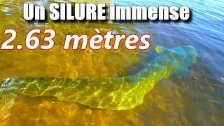 Il pêche un SILURE immense (2M63) au LEURRE #catfish #fishing