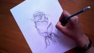 Como Dibujar una Rosa - Esporarte.com