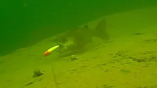 Underwater Walleye Trolling Bites, Strikes & Follows 2019 (Water Wolf Camera)