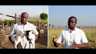 Why Mixed farming is the best method for a farmer - How to easily practice mixed farming - 2023