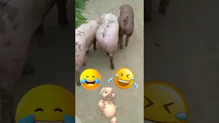 Did you know that PIGS CAN BE SO FUNNY? - FUNNY PIG VIDEOS will make you DIE LAUGHING #funny #shorts