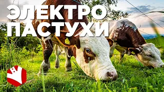 Электропастух | Животноводство | Скотоводство