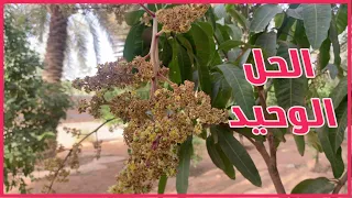 لماذا لا تزهر اشجار المانجو ؟ || اسهل علاج