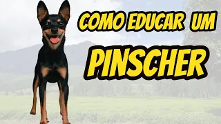 Como adestrar um Pinscher   Aprenda como adestrar um filhote de Pinscher