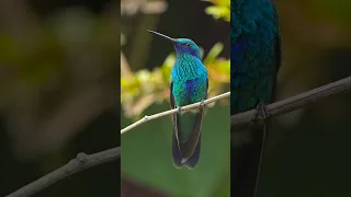 Lo que NO te contaron sobre el COLIBRÍ AZUL