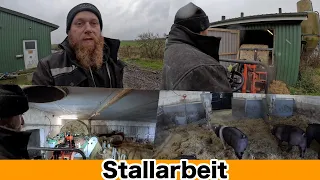 FarmVLOG#711 - Arbeiten bei den Rindern und Schweinen liegen an