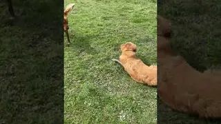 Golden Retrievers Find the Perfect Mud Puddle || ViralHog