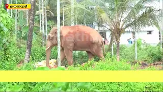 വീടുകൾക്കിടയിലൂടെ തണ്ണീരിന്റെ യാത്ര തുടരുന്നു; പിന്നാലെ വനംവകുപ്പ് ഉദ്യോ​ഗസ്ഥരും | Wild Elephant