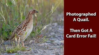 Bird photography in Sardinia