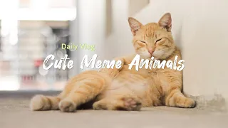 10 Facts You Didn't Know About Cute Meme Animals
