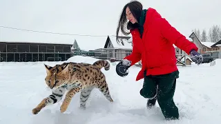 AFRICAN CAT IS EXCITED BY THE SNOW / Sand cat Glasha does not give a minute's rest