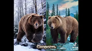 сибирский бурый медведь 🐻 против гризли 🐻