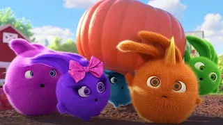 SUNNY BUNNIES - PUMPKIN FOR EVERYONE | SEASON 7 HITS | Cartoons for Kids