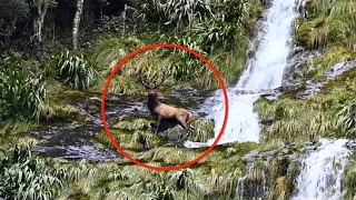 Elk falls off waterfall to her death at my feet!!!