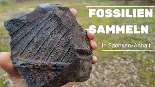 Ich suche Fossilien in Sachsen-Anhalt