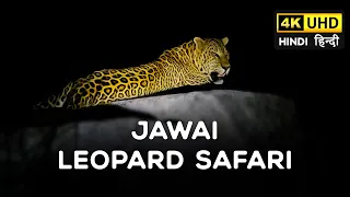 Jawai Leopard Safari | Jawai Bandh, Rajasthan 2023 - 4K Video