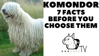 Before you buy a dog - KOMONDOR -  7 facts to consider! DogCastTv!